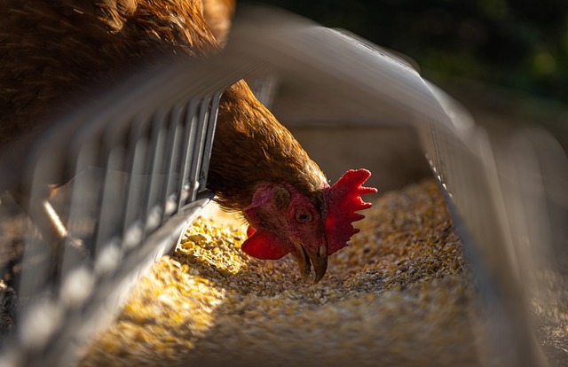 hen, chicken, feeding, poultry, animal, fowl, landfowl, nature, grains, eating, farm, agriculture