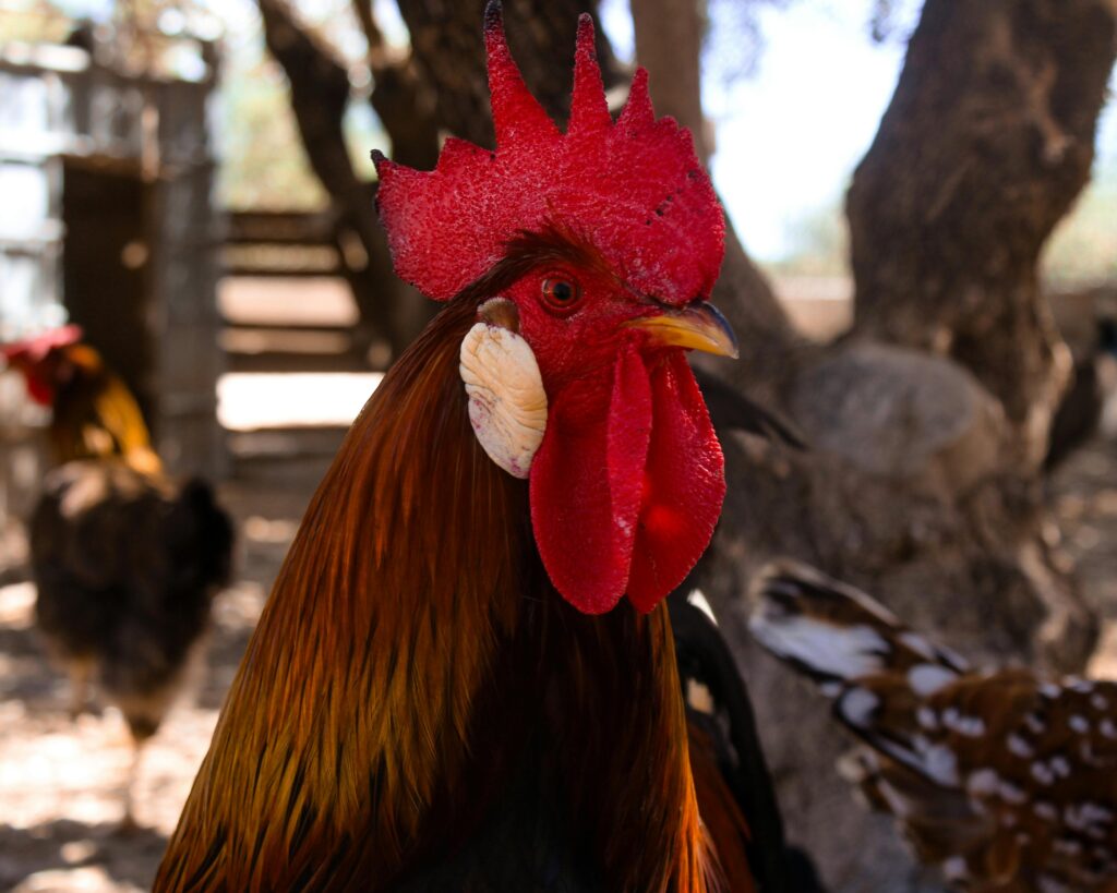 Gallo